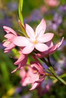 Schizostylis 'Jennifer' AGM -  Kaffir Lily. The Sir Harold Hillier Gardens/Hampshire County Council, Romsey, Hants, UK. October.
