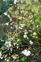 Prunus x subhirtella 'Autumnalis', AGM. The Sir Harold Hillier Gardens/Hampshire County Council, Romsey, Hants, UK. December