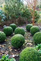 Frosted clipped Buxus- Box spheres with Acer griseum -  Paperbark Maple, behind. The Sir Harold Hillier Gardens/Hampshire County Council, Romsey, Hants, UK. December