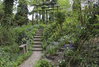 Baskets planted with Muscari latifolium and Bellis perennis on ladder, Woodland spring garden in Groningen
