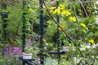 Flowering Kerria and Lunaria annua in Woodland Spring garden in Groningen, Holland
