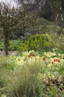 Tulipa 'Uncle Tom' and Grasses in Spring border - The Teagarden is a combination of model garden, garden shop and tearoom in Weesp.
