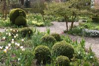 Tulipa tarda and topiary balls in Spring border. The Teagarden is a combination of model garden, garden shop and tearoom in Weesp. 