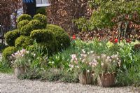 Tulipa tarda in pots. The teagarden is a combination of model garden, garden shop and tearoom in Weesp