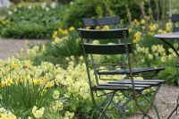 Seating near Spring borders with Primulas and Daffodils - The teagarden is a combination of model garden, garden shop and tearoom in Weesp