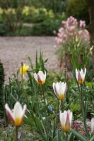 Tulipa tarda in Spring border. The teagarden is a combination of model garden, garden shop and tearoom in Weesp