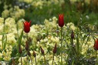 Tulipa 'Ballerina' -  The teagarden is a combination of model garden, garden shop and tearoom in Weesp