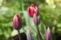 Tulipa 'Uncle Tom' - The Teagarden is a combination of model garden, garden shop and tearoom in Weesp