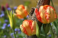 Tulipa 'Orange Princess'. The teagarden is a combination of model garden, garden shop and tearoom in Weesp