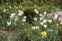 Spring border with Tulipa tarda - The teagarden is a combination of model garden, garden shop and tearoom in Weesp
