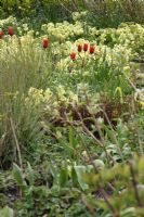 Spring border with Primulas and Tulipa 'Ballerina -  The teagarden is a combination of model garden, garden shop and tearoom in Weesp