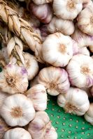 Garlic 'Violette' - Violet Garlic