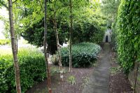 Curved path flanked by Betula - Birch trees in suburban family garden for restored Art Deco house. 