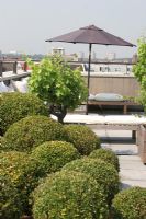 Clipped Buxus - Box balls in pots on city roof terrace in the summer.