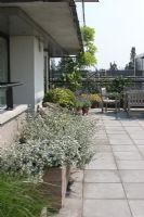 Silver leaved shrubs in wooden planters on city roof terrace in the summer.
 
