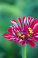 Zinnia elegans 'Meteor' with hover fly