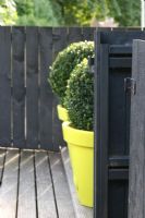 Clipped Buxus - Box balls in pots on roof terrace in summer.