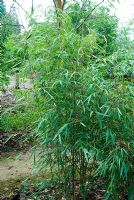 Borinda scabrida - Bamboo. The Sir Harold Hillier Gardens/Hampshire County Council, Romsey, Hants, UK. December.
