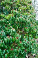 Daphniphyllum himalaense subsp. macropodum. The Sir Harold Hillier Gardens/Hampshire County Council, Romsey, Hants, UK. December.