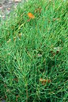 Ephedra altissima. The Sir Harold Hillier Gardens/Hampshire County Council, Romsey, Hants, UK. December