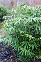 Sasa kurilensis 'Shima-shimofuri' - Bamboo. The Sir Harold Hillier Gardens/Hampshire County Council, Romsey, Hants, UK. December.