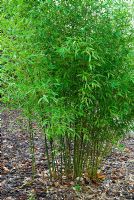 Phyllostachys fulva - Bamboo. The Sir Harold Hillier Gardens/Hampshire County Council, Romsey, Hants, UK. December.