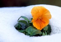 Viola x wittrockiana 'Padparadja' - Winter Pansy with melting snow in January.