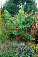 Musa sikkimensis  - Himalayan banana plant growing in border with Miscanthus and Phyllostachys - Bamboo.