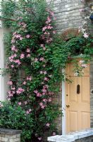 Clematis montana - Growing with rambler rose, not in flower beside front door