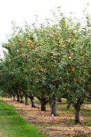 Malus domestica 'Ross Nonpareil' - Apple orchard