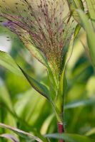 Panicum violaceum - Annual Millet