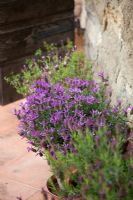 Lavandula stoechas - Lavender in containers on a paved patio