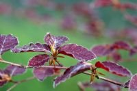 New Spring foliage of Fagus sylvatica purpurea - Copper Beech with dew