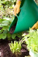 Mulching shade plants with composted wood chips