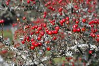 Crataegus monogyna - Hawthorn with berries growing in an Exposed location on the top of Winsford Hill, Exmoor where winter comes early. Shown in mid October.