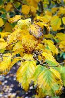 Hamamelis japonica 'Sulphurea' with autumn colour
