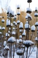 Phlomis russeliana seedstands with snow