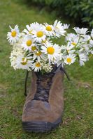 Leucanthemum vulgare - Daisies and Elderflower in boot used as vase 