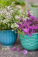 Herbs in colourful antique pots  