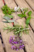 Cuttings of herbs on table Mint cretensis , Salvia officinalis Purpurascens, Thymus Coccineus, Thymus praecox Pink Chintz , Rosemary and Parsley Petroselinum crispum 