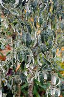 Sorbus folgneri - Lemon Drop Sorbus 