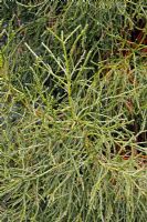 Athrotaxis cupressoides - Pencil Pine