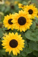 Helianthus Annus - Sunflower