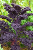 Brassica oleracea - Kale 'Redbor' F1
