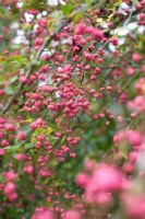 Euonymus hamiltonianus 'Pink Delight'