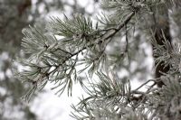 Pinus sylvestris - Scots Pine with frost