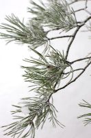 Pinus sylvestris - Scots Pine with frost

