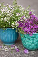 Thymus - thyme in antique pots standing on stone steps