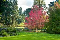 Liquidambar styraciflua 'Worplesden' in autumn. Cambridge Botanic Gardens