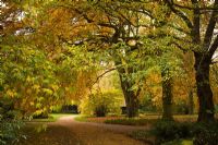 'Middle Walk', Cambridge Botanic Gardens in Autumn. Mature Fagus - Beech, Platanus orientalis - Oriental plane and Carpinus betulus - Hornbeam trees